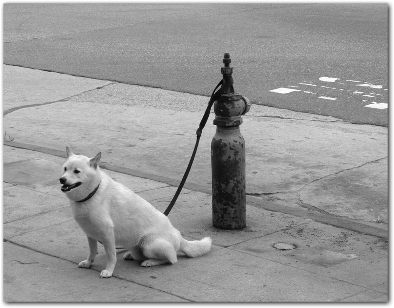 Venice Dog.jpg