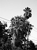 Palmtrees.jpg