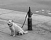 Venice Dog.jpg
